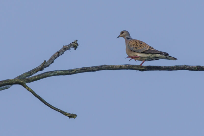 Tourterelle des bois